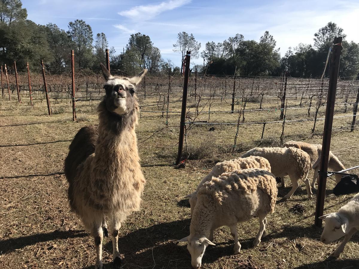 مبيت وإفطار Clearlake Oaks Bed And Barrel At Stonehouse Cellars المظهر الخارجي الصورة